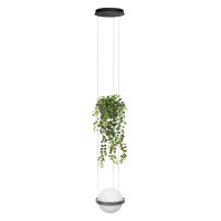 Подвесной светильник Loft IT Jardin 10121/1P Dark grey
